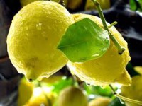 /album/fotogaleria-inicio/limones-gabi-jpg1/